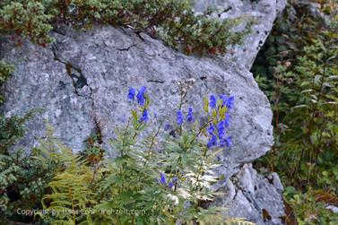 2020 09 10 Körbersee,_DSE_7728_b_488px